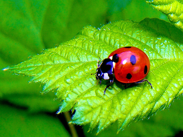 COCCINELLE 3