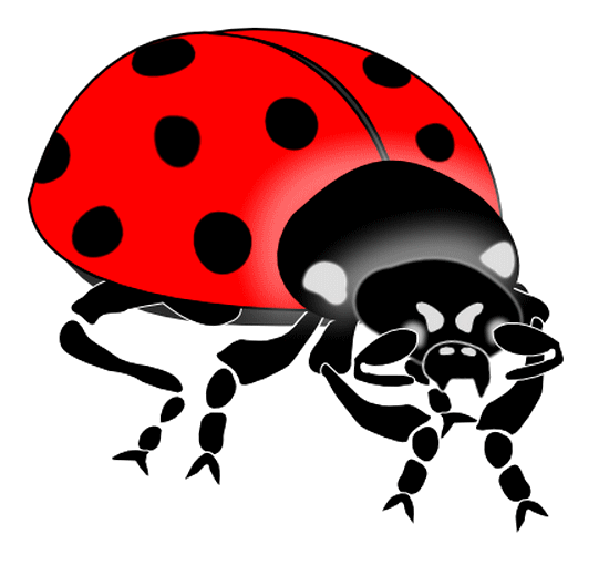 COCCINELLE