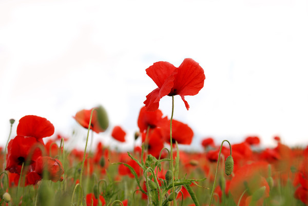 COQUELICOTS