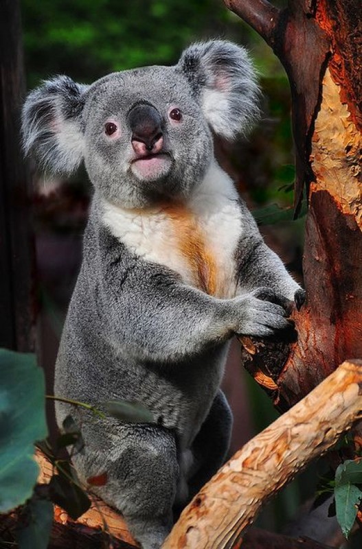 KOALA