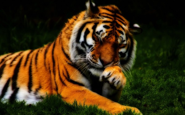 TIGRE