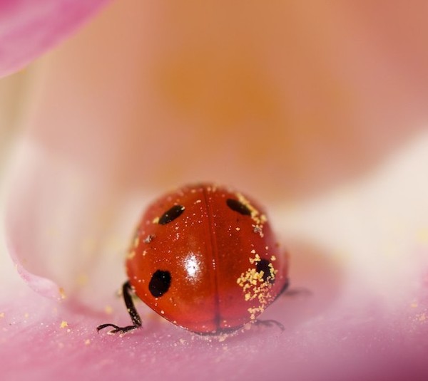 COCCINELLE