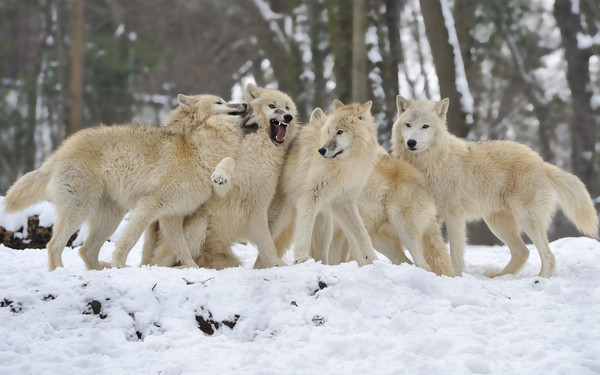 LOUPS