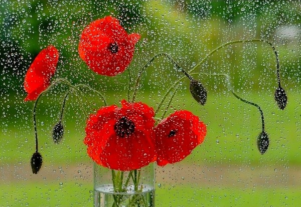 COQUELICOTS