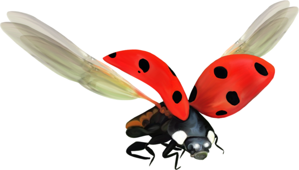 COCCINELLE