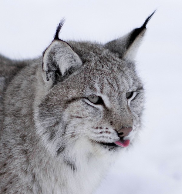 LYNX