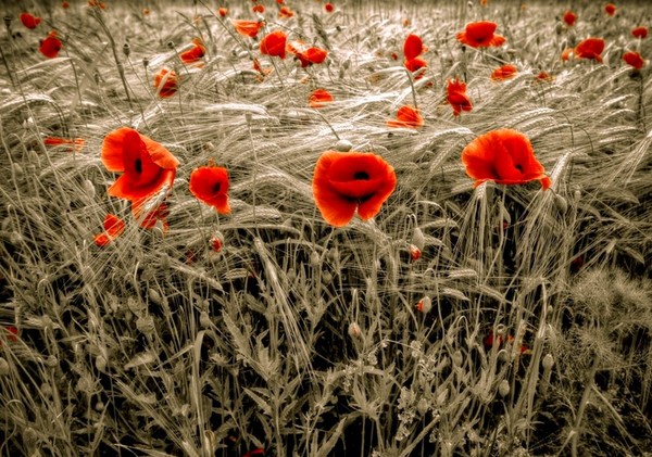 COQUELICOTS