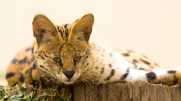 SERVAL