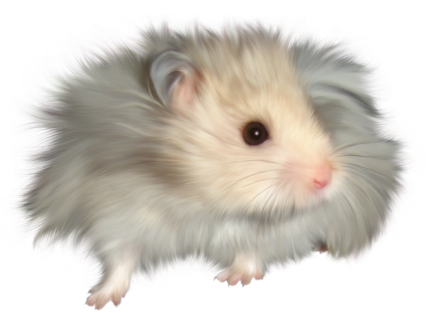 HAMSTER