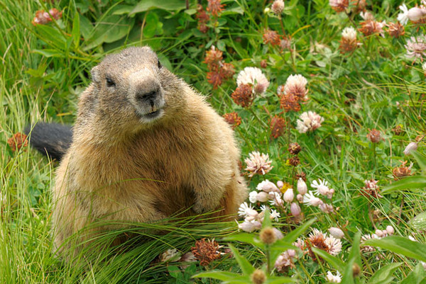 MARMOTTE