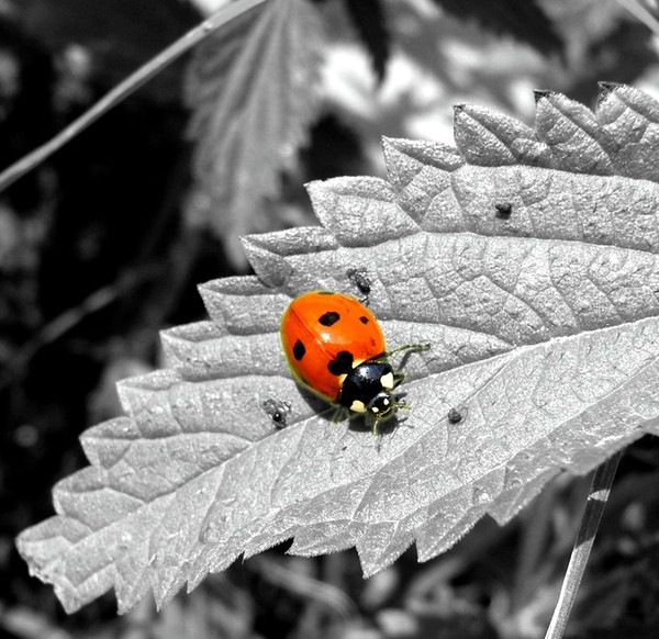 COCCINELLE