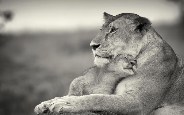 LIONNE ET SON PETIT