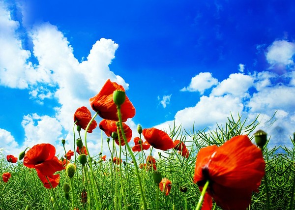 COQUELICOTS