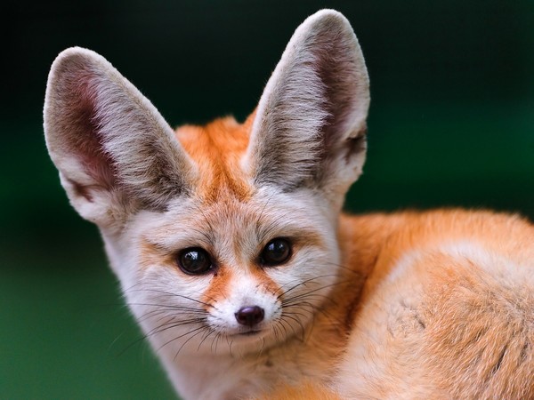 FENNEC