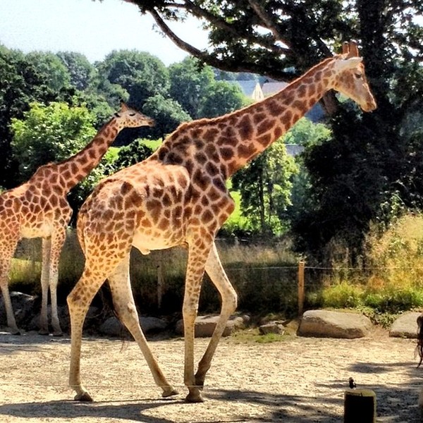 GIRAFES