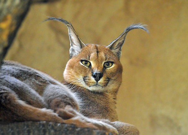 CARACAL