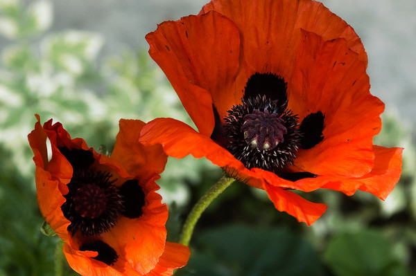 COQUELICOTS