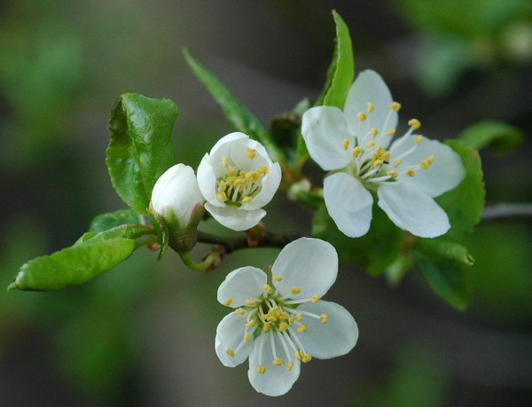 FLEURS