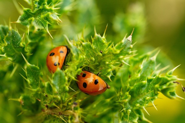 COCCINELLES