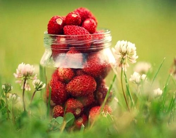 LES FRAISES