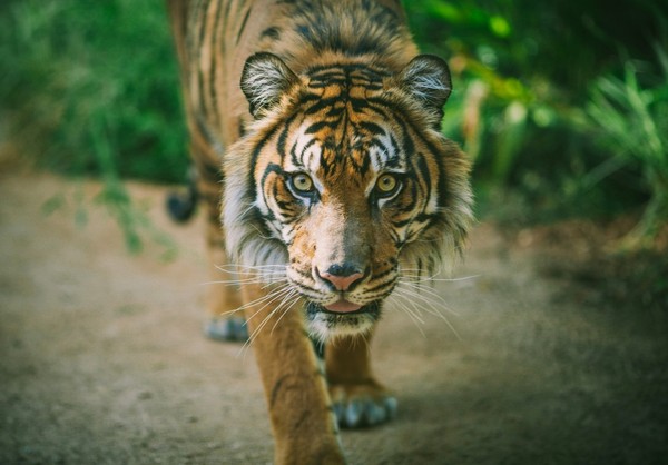 TIGRE