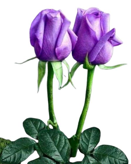 ROSE 4