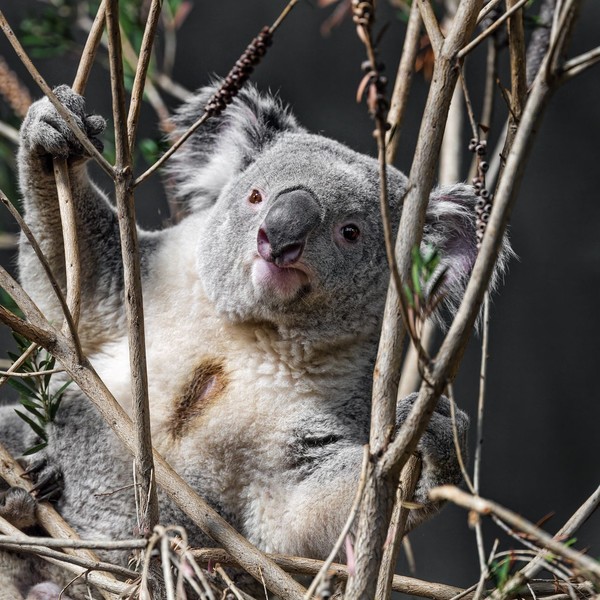 KOALA