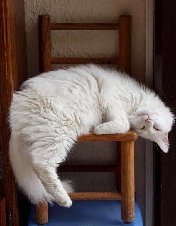 CHAT 7