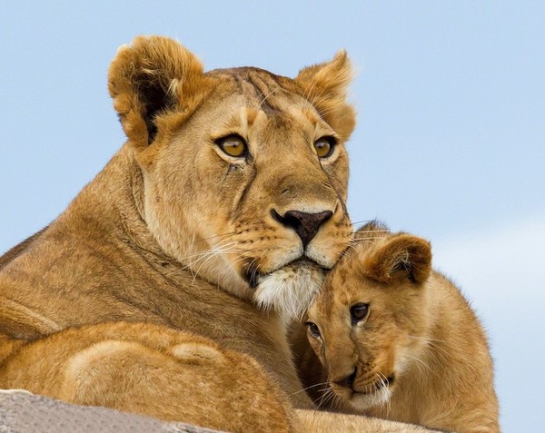 LIONNE ET LIONCEAU