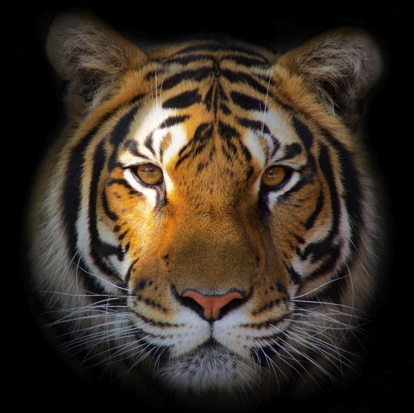 TIGRE