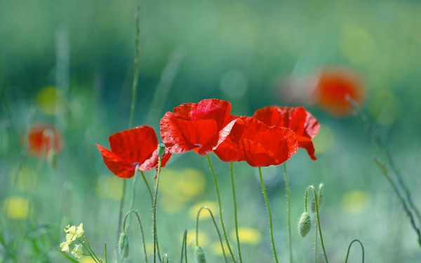 COQUELICOTS