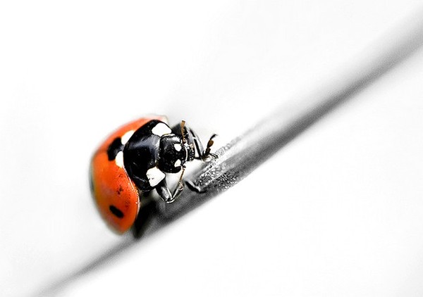 COCCINELLE