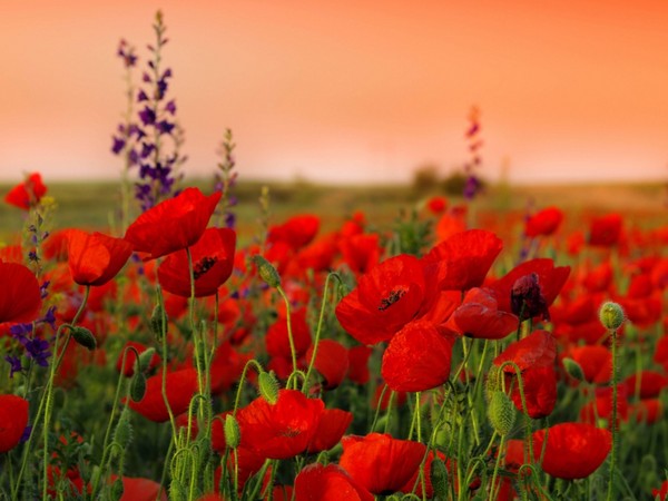 COQUELICOTS