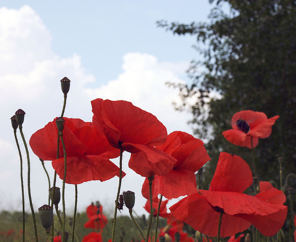 COQUELICOTS