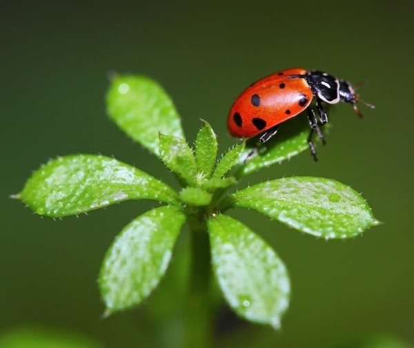 COCCINELLE