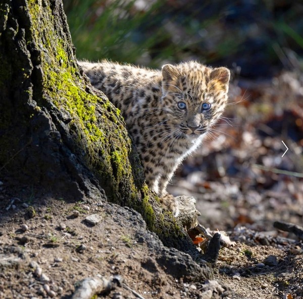 LES FELINS 3