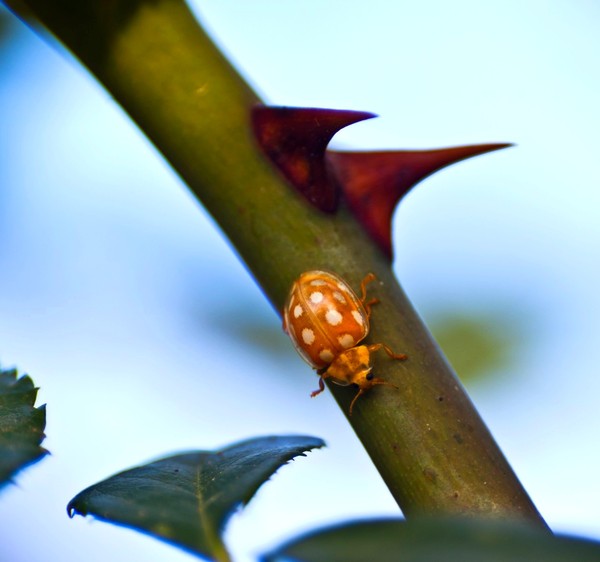 COCCINELLE