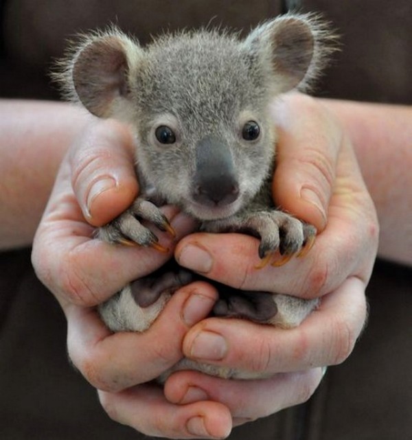 BEBE KOALA