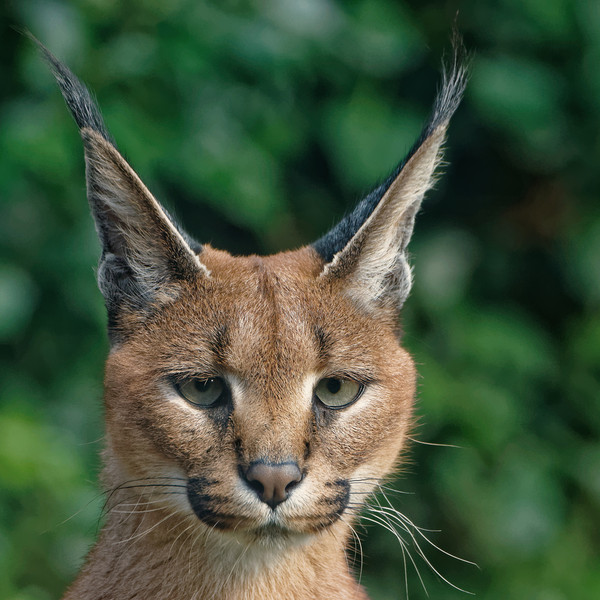 CARACAL