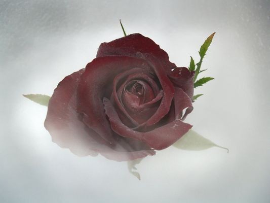 ROSE 2