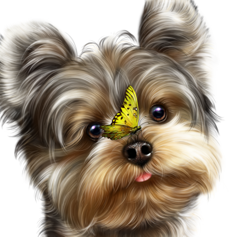 fairy_yorkie_and_butterflies_13.png