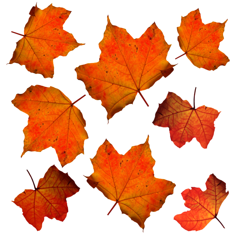 fall-331485_1920.png