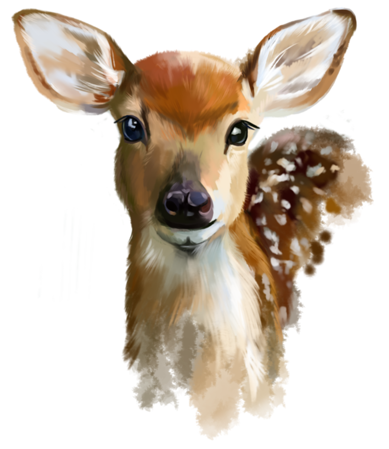 fawn_1.png