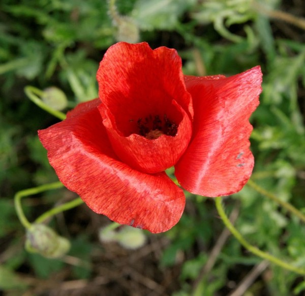 COQUELICOT