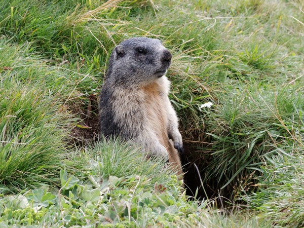 MARMOTTE