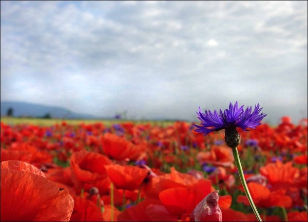 COQUELICOTS