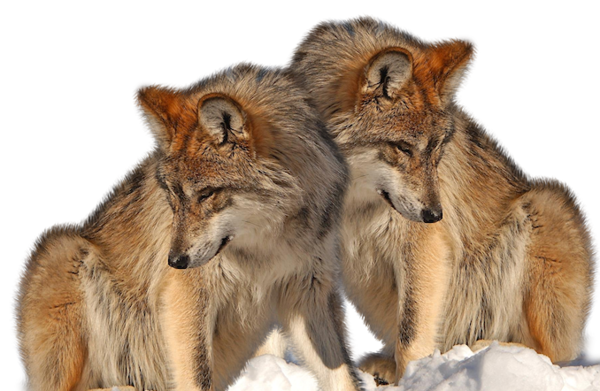 LOUPS