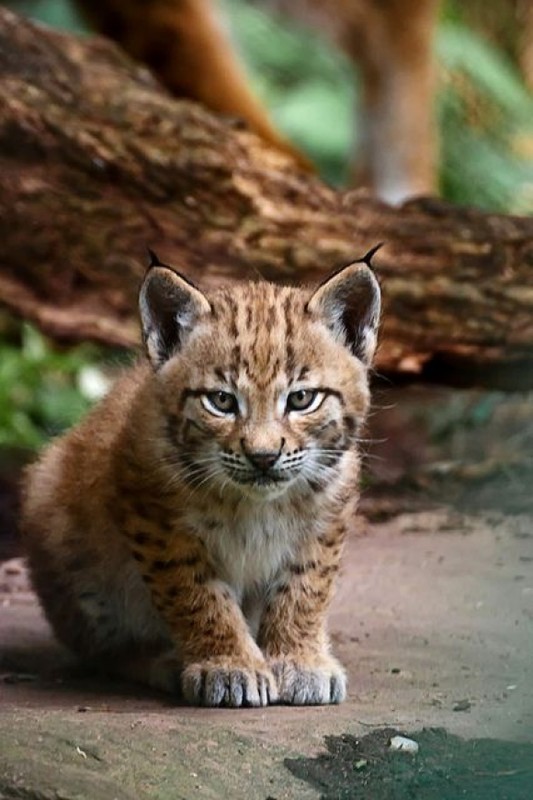 LYNX