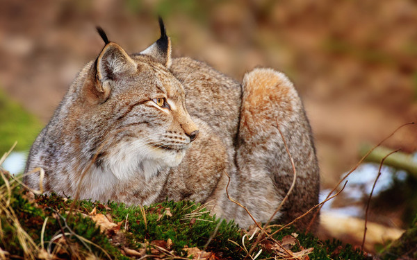 LYNX