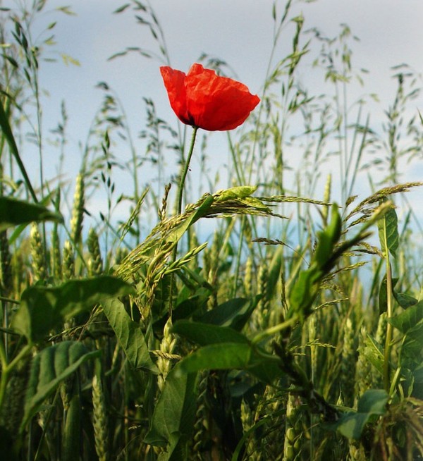 COQUELICOT